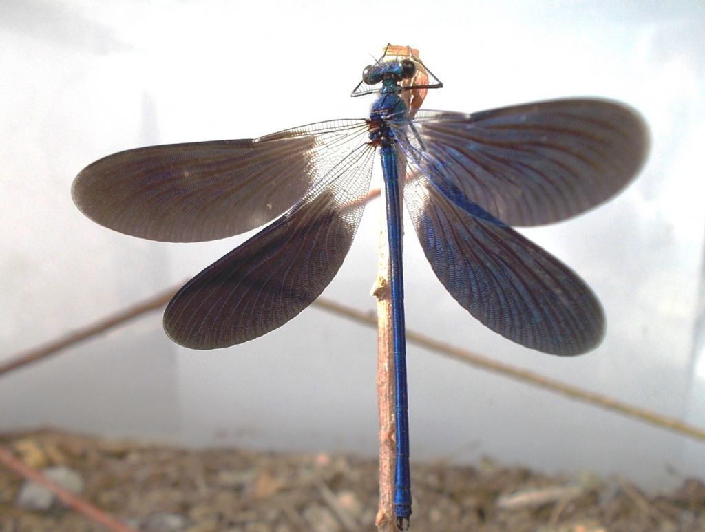 ID  prego: Calopteryx splendens balcanica